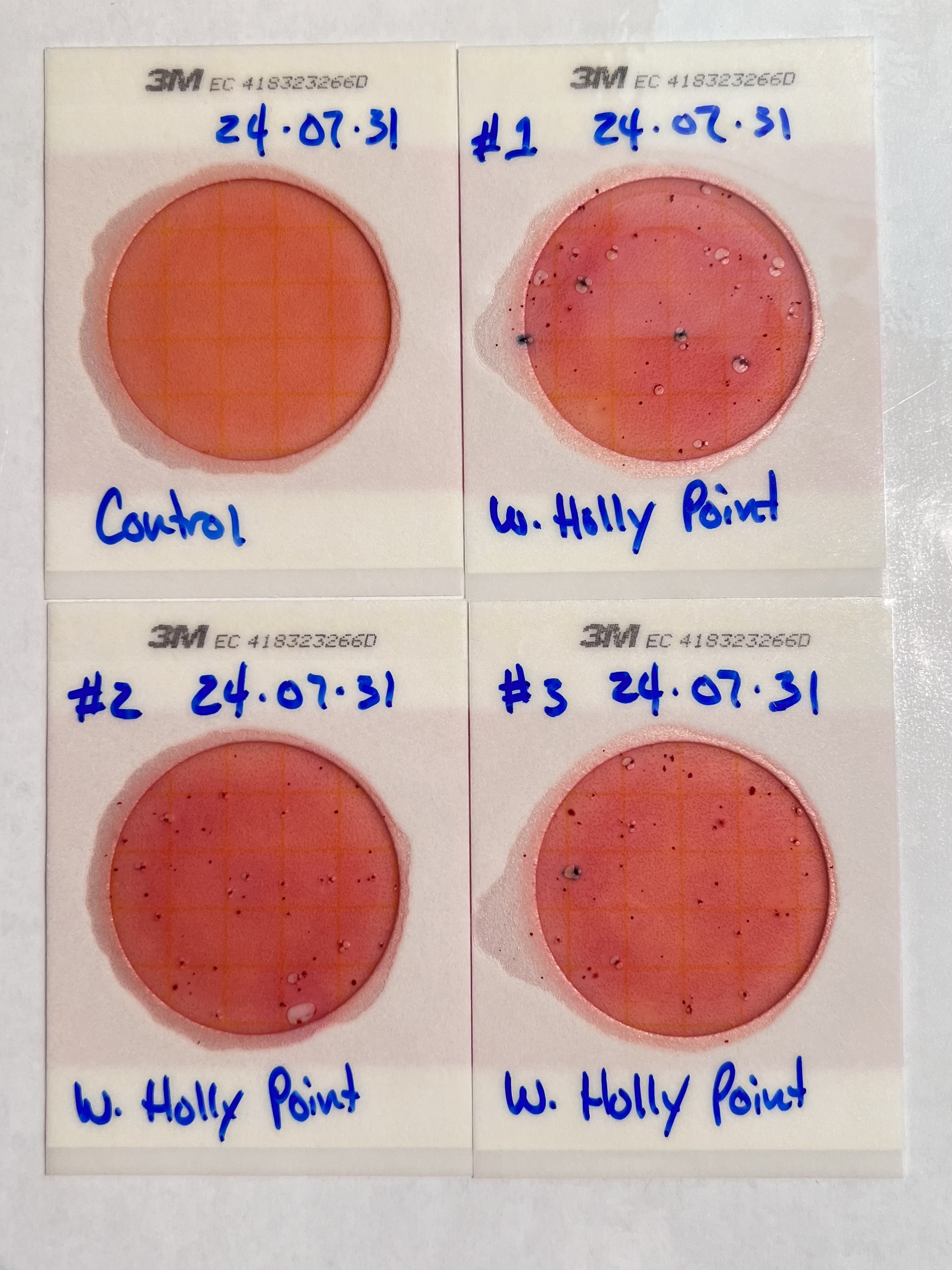 Plates, Holly Point 2024-08-01