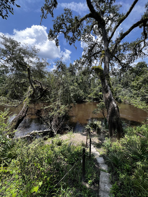 [Holly Point other, Withlacoochee River @ NE Withla Bluffs Way 2024-08-01]