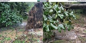 [More sewage spewing, Knob Hill Road, Valdosta, GA, 2024-08-05, Three Mile Branch, Withlacoochee River]