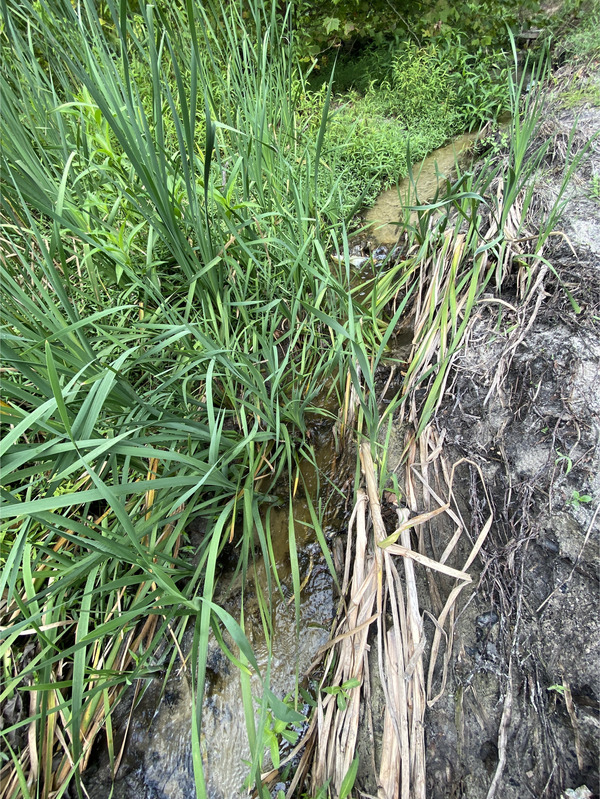 [Alapaha Settlement Pond Stream, Alapaha River @ US 82 2024-08-01]