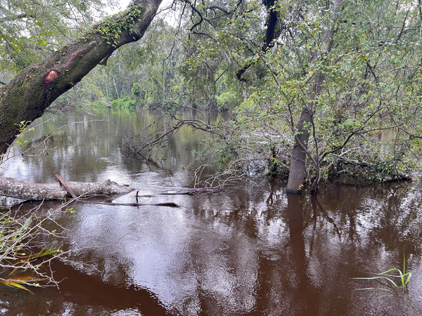 Holly Point other, Withlacoochee River @ NE Withla Bluffs Way 2024-08-07