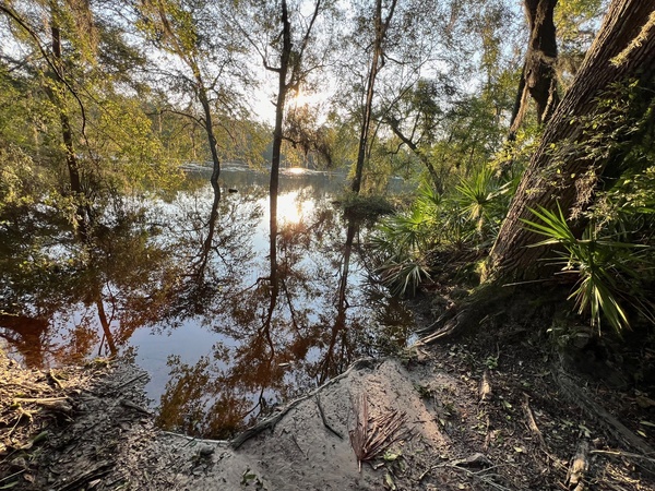 [Naylor Park Beach, Alapaha River @ US 84 2024-08-08]