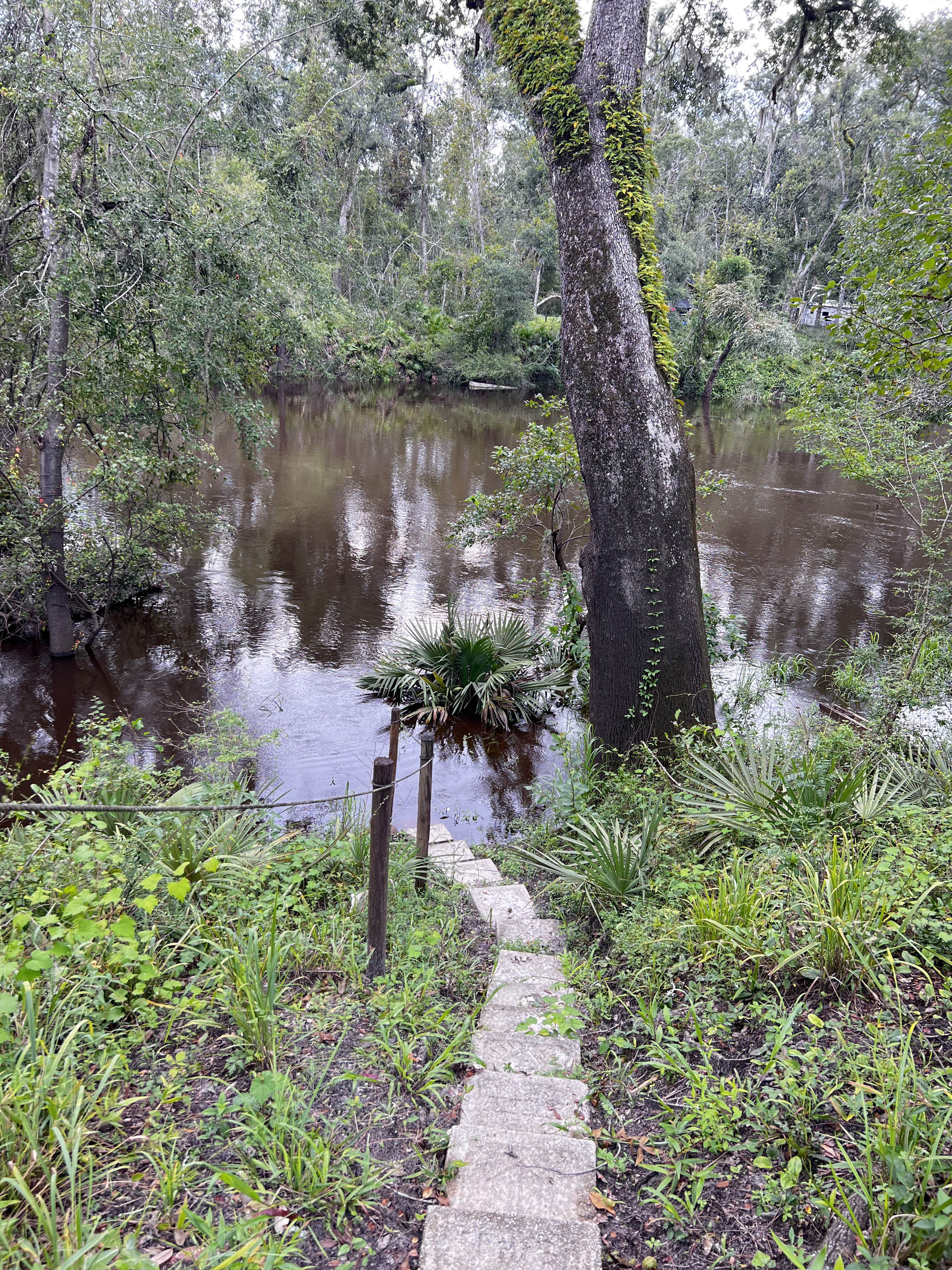 Holly Point, Withlacoochee River @ NE Withla Bluffs Way 2024-08-07