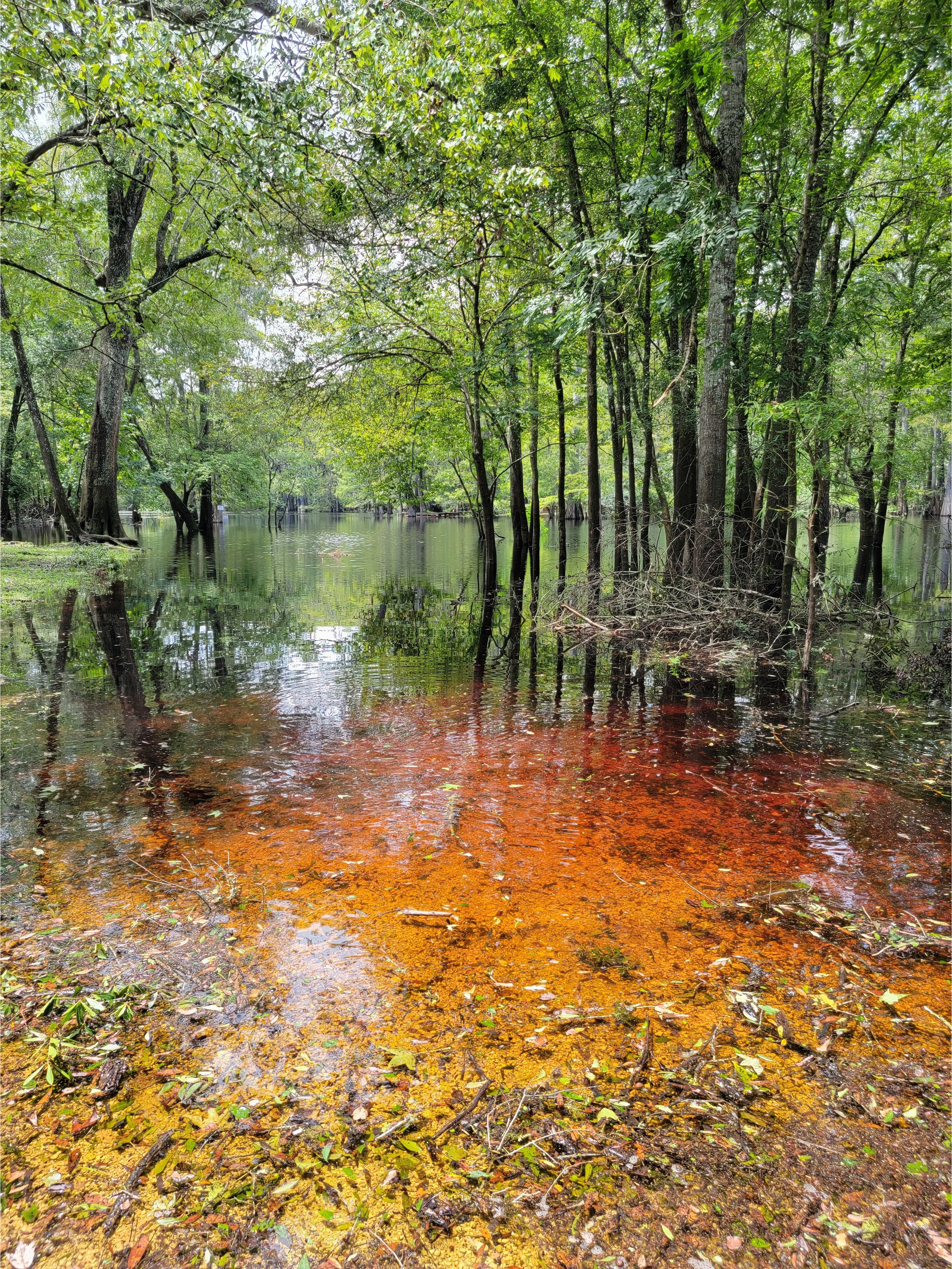 Point Park other, Ichetucknee River @ SW Riverside Ave. 2024-08-07