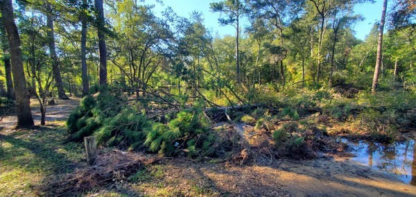 [Pine tree across road to Langdale Park Boat Ramp, 17:30:29, 30.8866077, -83.3232708]