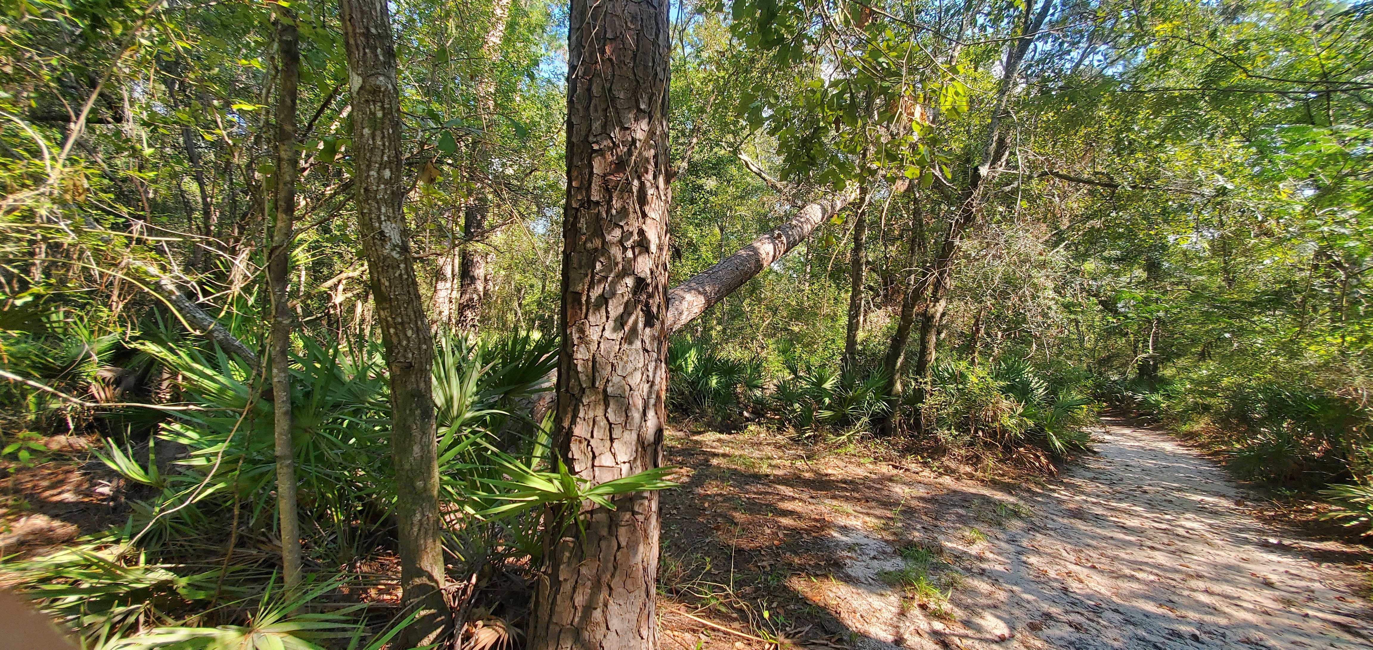 Pine tree down, 16:44:46, 30.8494281, -83.3486847