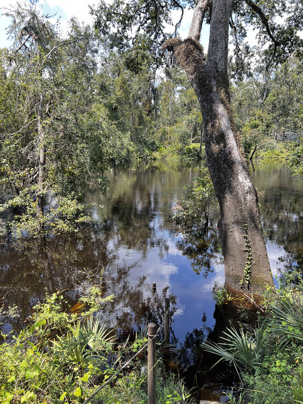 [Holly Point, Withlacoochee River @ NE Withla Bluffs Way 2024-08-14]