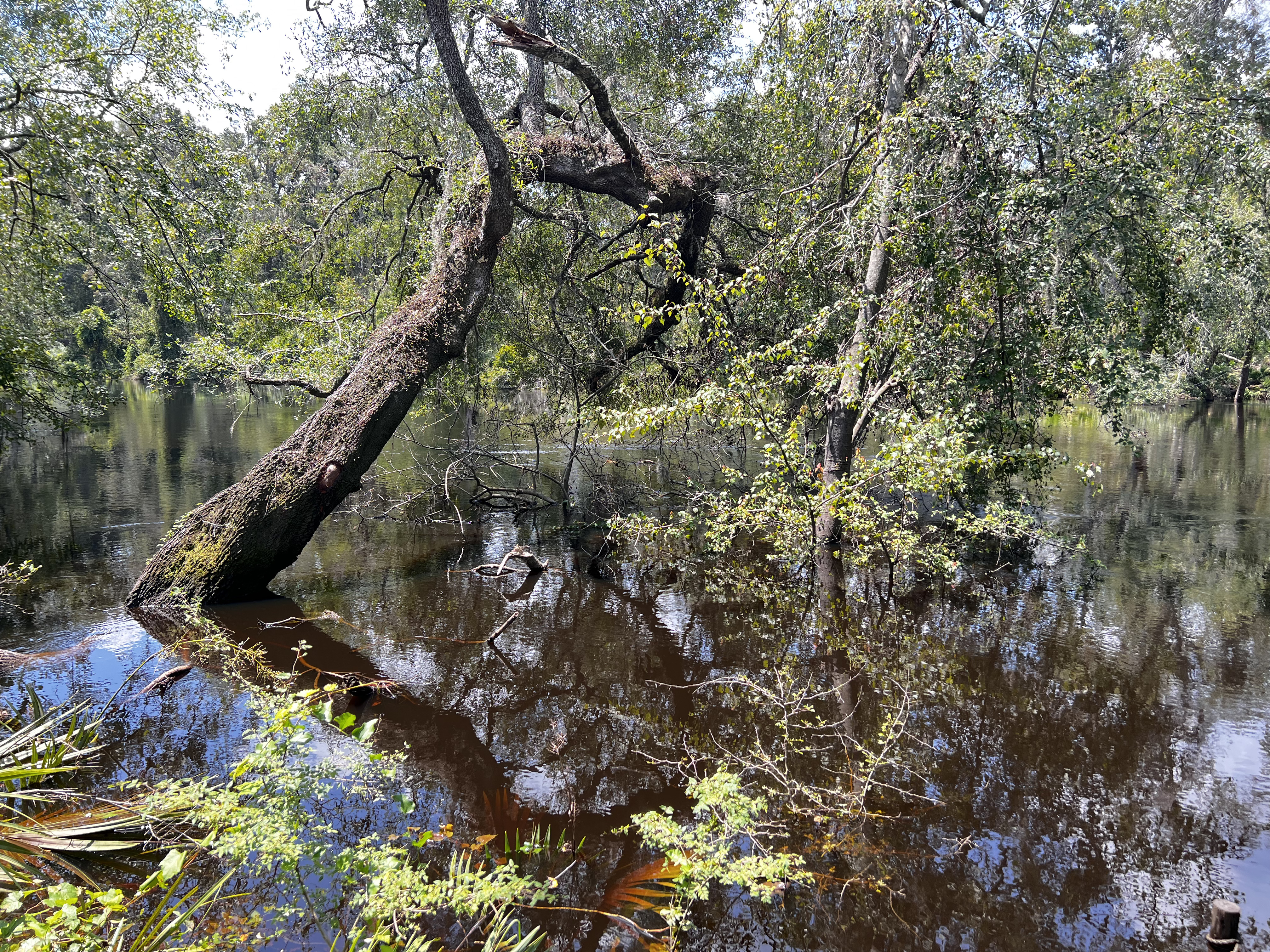 Holly Point other, Withlacoochee River @ NE Withla Bluffs Way 2024-08-14