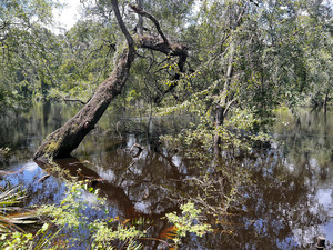 [Holly Point other, Withlacoochee River @ NE Withla Bluffs Way 2024-08-14]