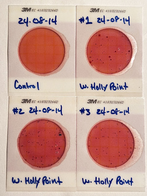 [Plates, Holly Point 2024-08-14]