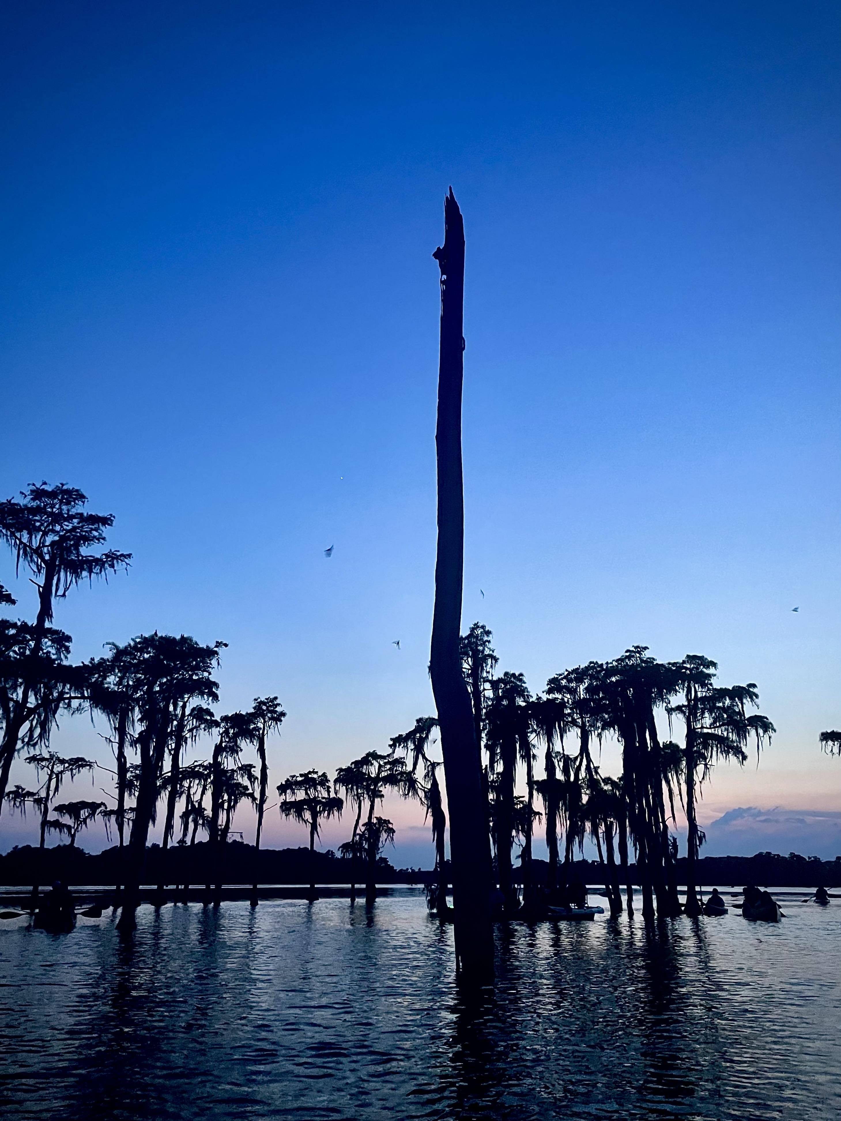 Bats flying at Banks Lake --Gee Edwards 2023-07-23