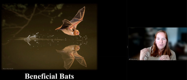 Beneficial bats