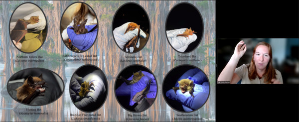 Eight bat species