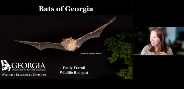 [Movie: Bats of Georgia --Emily Ferrall, GA-DNR, A WWALS Webinar 2024-08-15 (793M)]