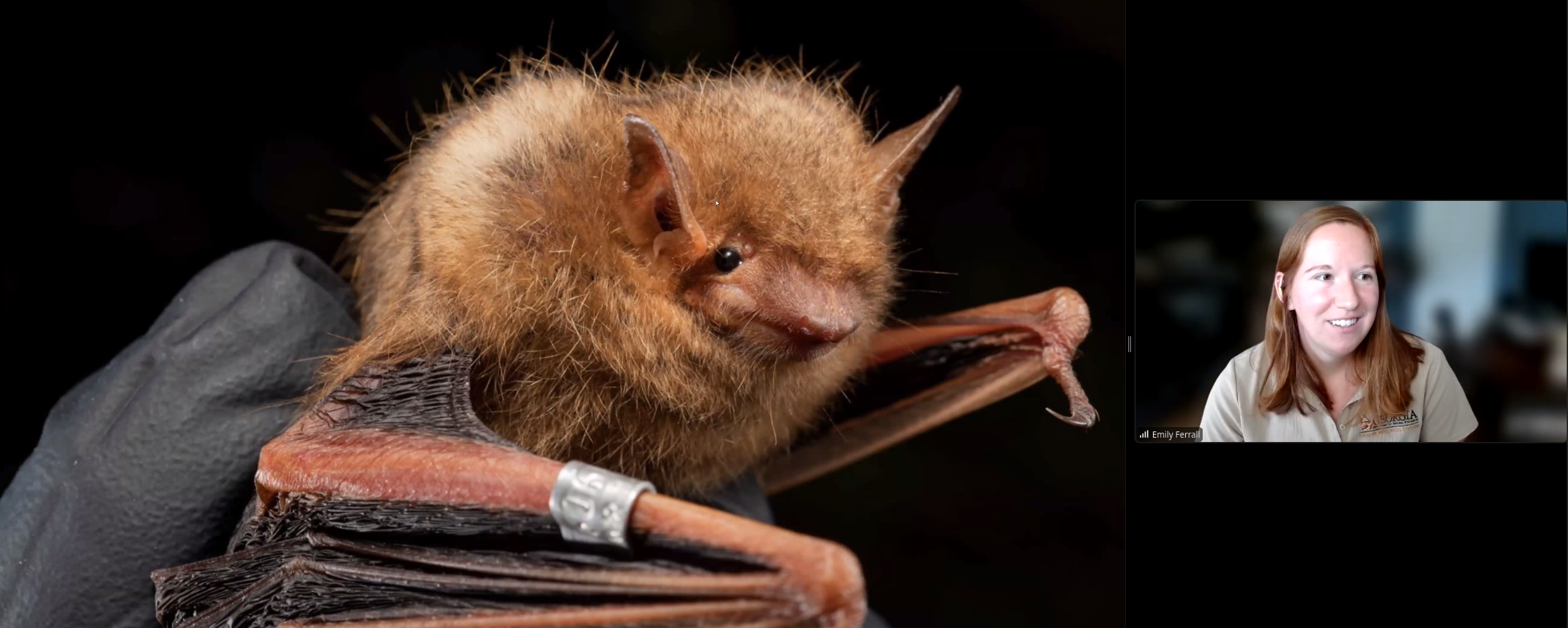 Banded bat