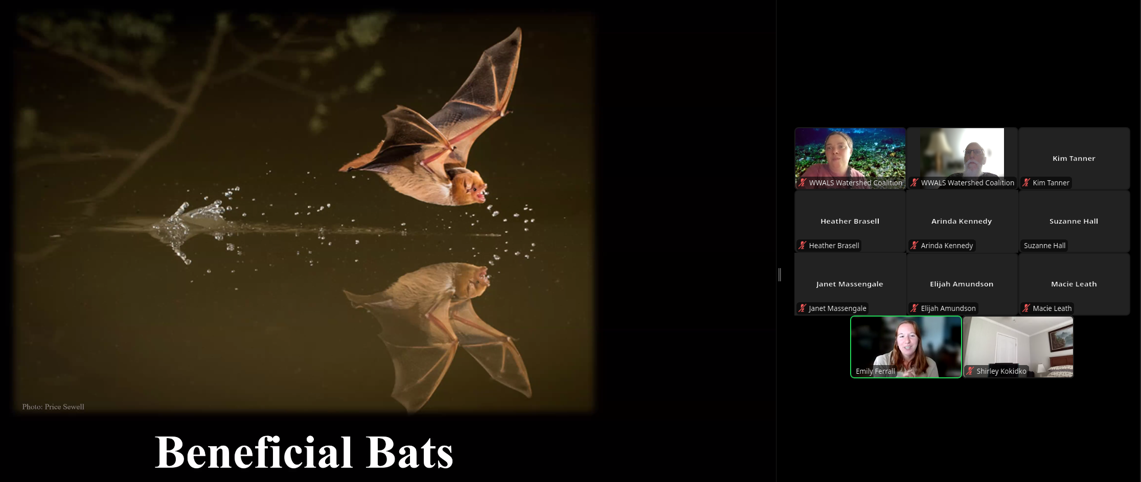 Beneficial bats with audience