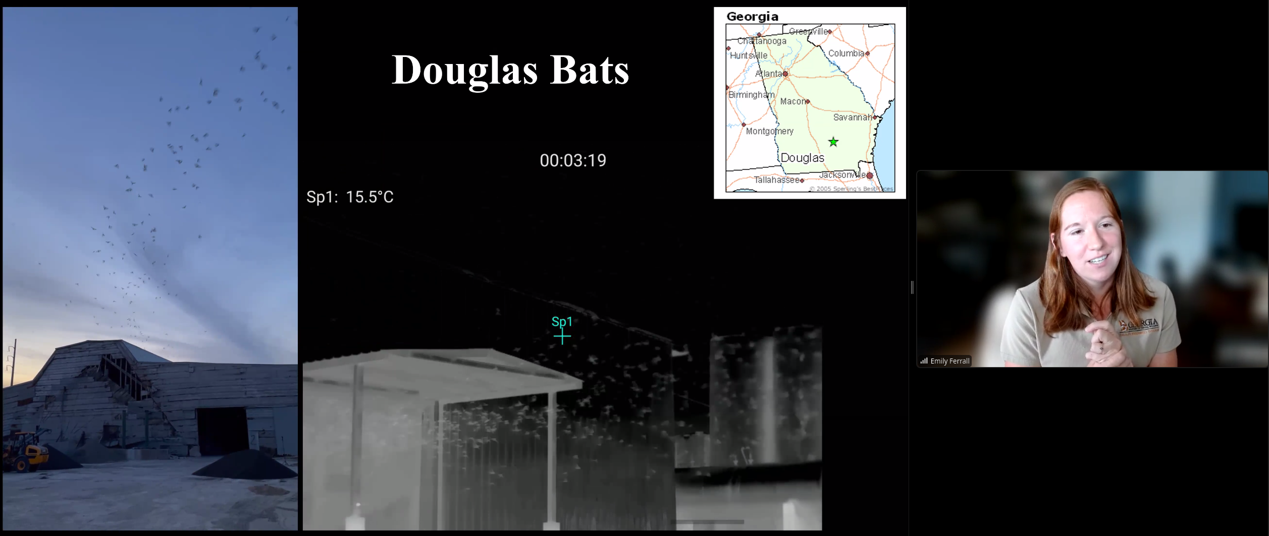 Douglas bats