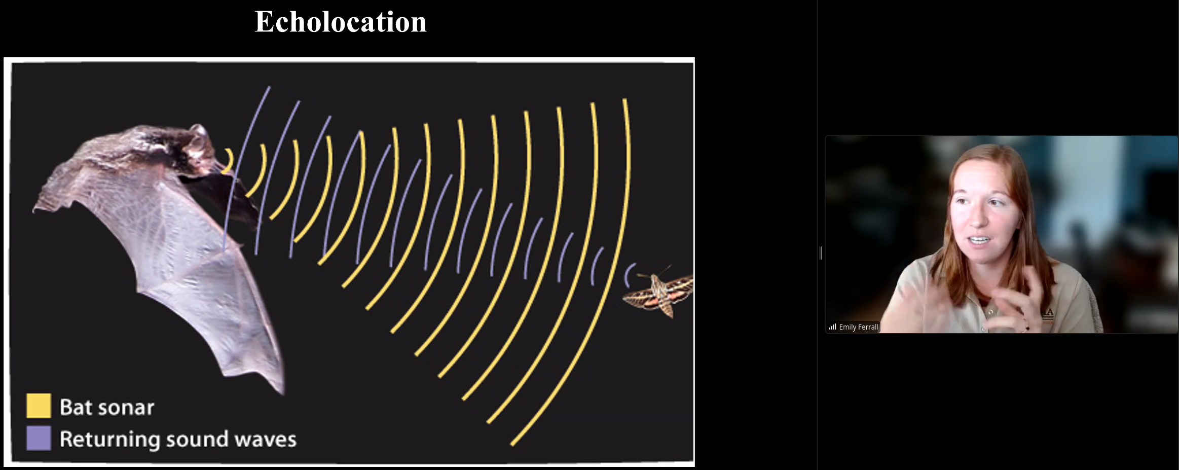 Echolocation