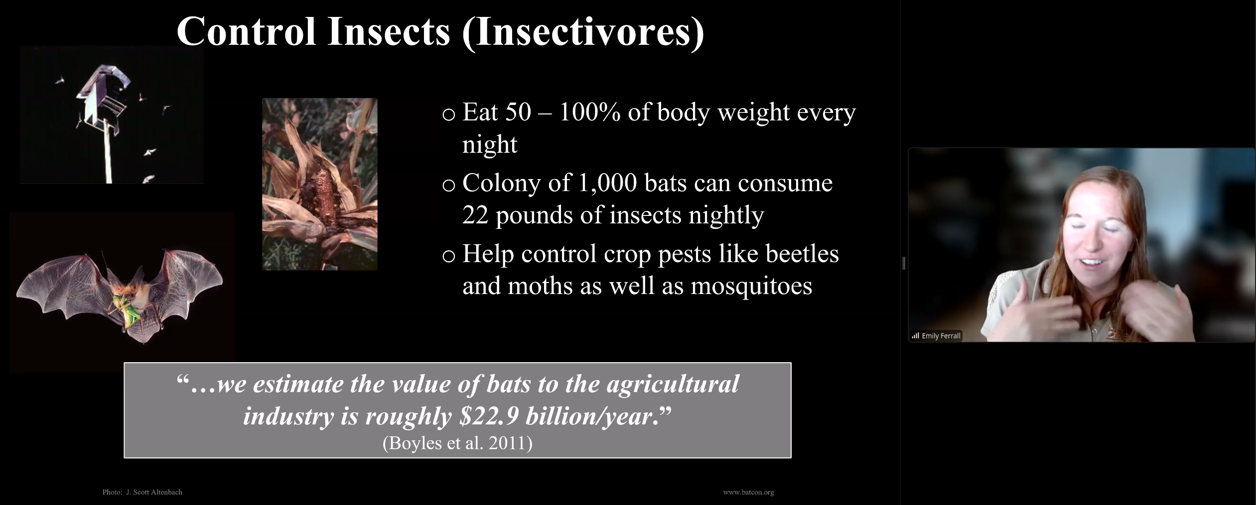 Insectivores