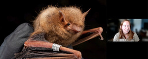 [Banded bat]