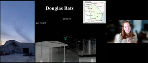 [Douglas bats]