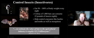 [Insectivores]