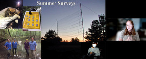 [Summer surveys]