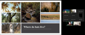 [Where do bats live?]