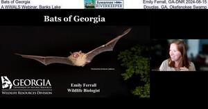 [Bats of Georgia, Emily Ferrall, GA-DNR 2024-08-15, A WWALS Webinar, Banks Lake, Douglas, GA, Okefenokee Swamp]