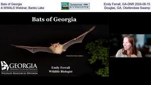 [Bats of Georgia, Emily Ferrall, GA-DNR 2024-08-15, A WWALS Webinar, Banks Lake, Douglas, GA, Okefenokee Swamp]