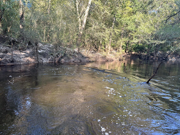 Log at surface in Meander Deadfall --Quen Metzler, 09:12:50, 30.8464194, -83.3435667