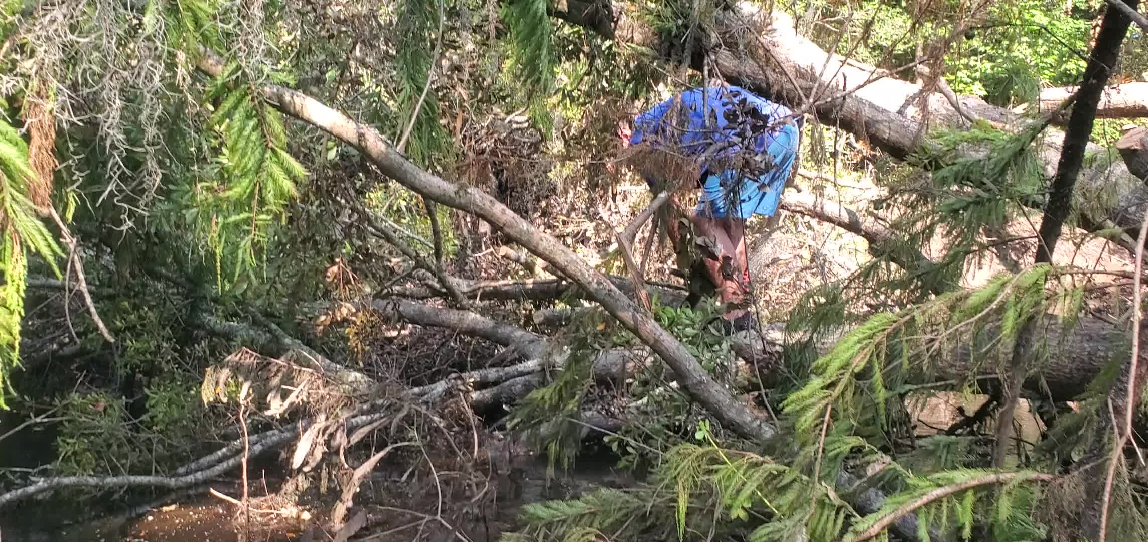 Movie: Limbing the Big Oak Deadfall, 10:23:05, 30.8531596, -83.3359723 (94M)