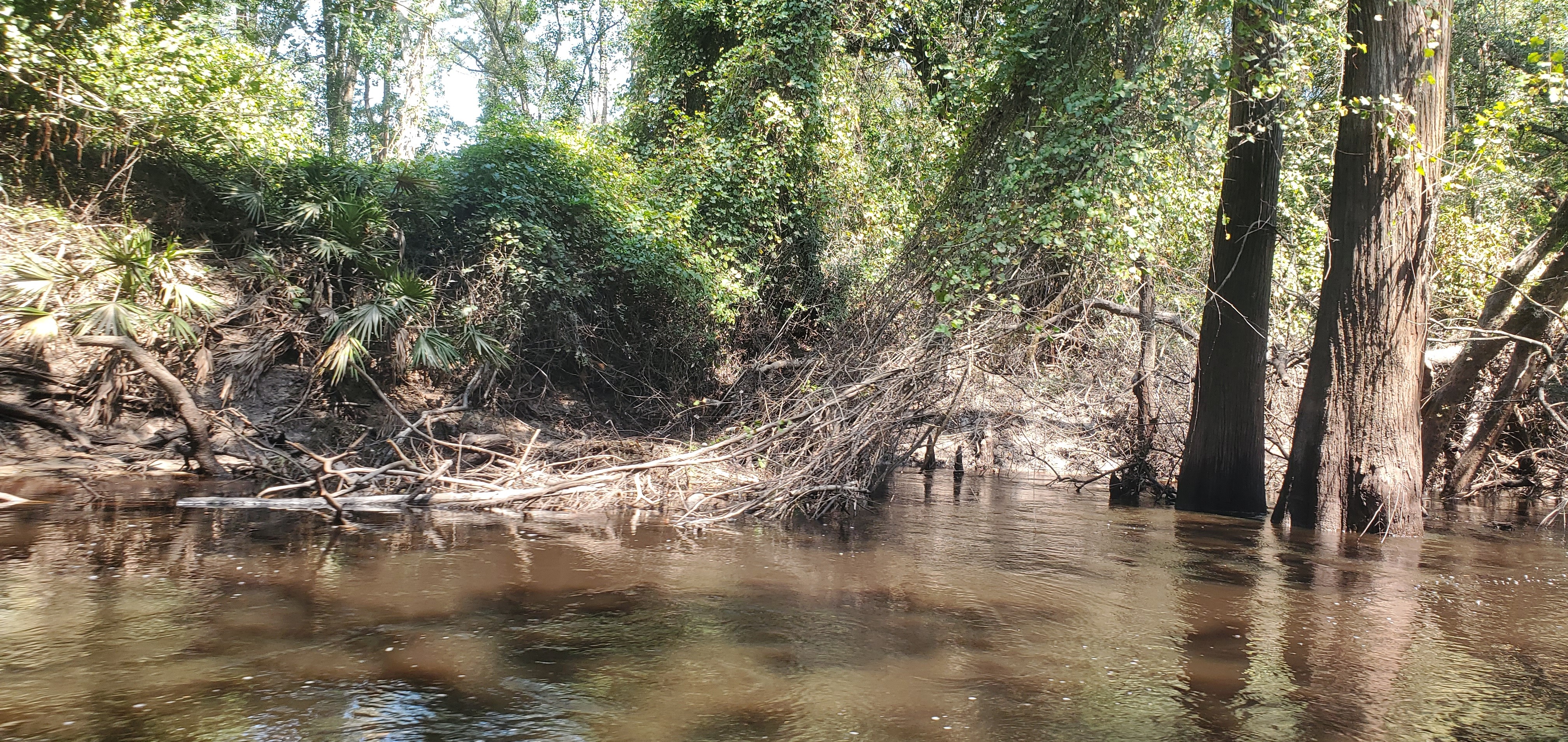 Trash in vines, right bank, 11:53:18, 30.8542901, -83.3379522