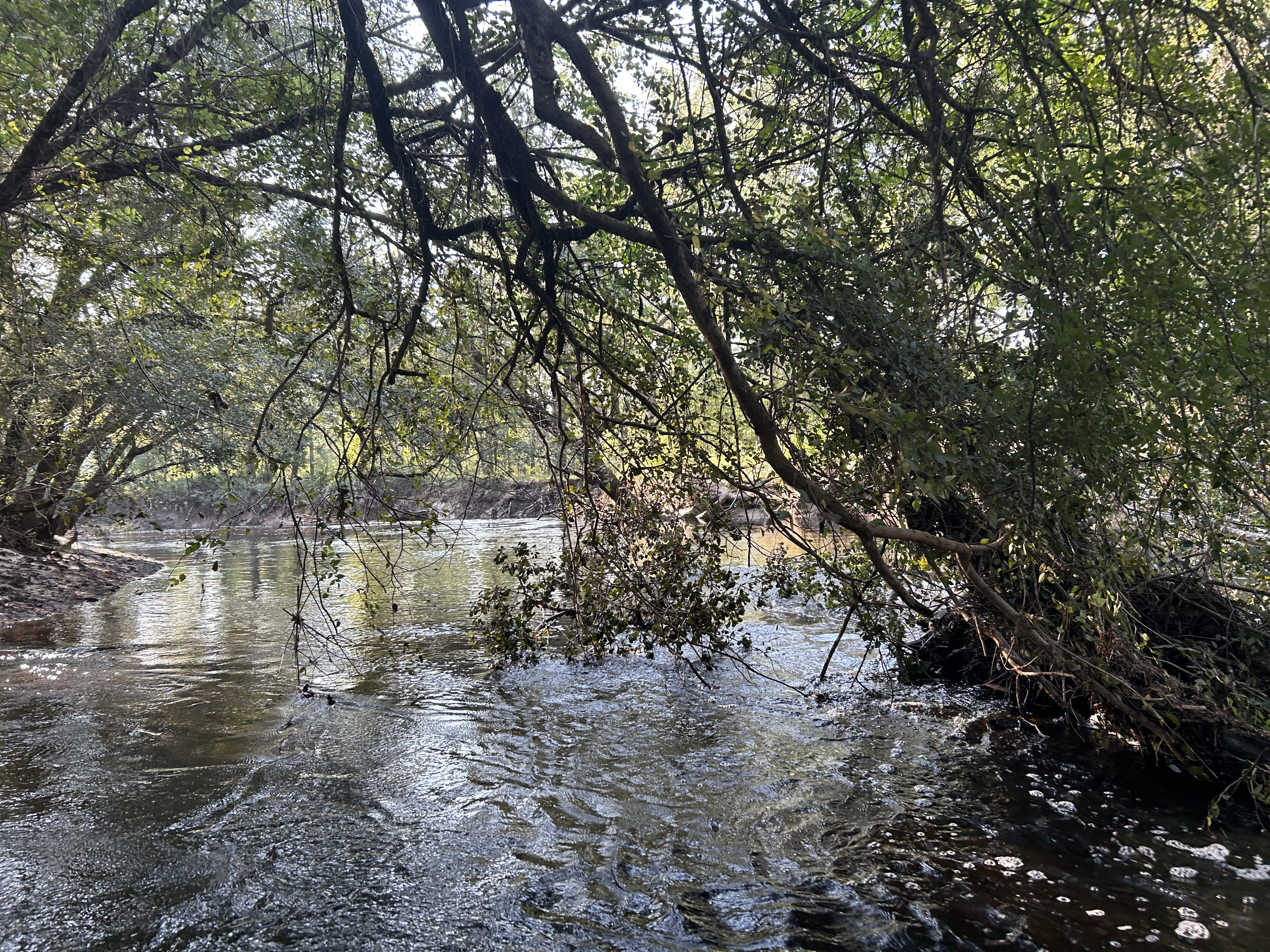 Around at the right bank --Quen Metzler, 09:03:49, 30.8454278, -83.3447278