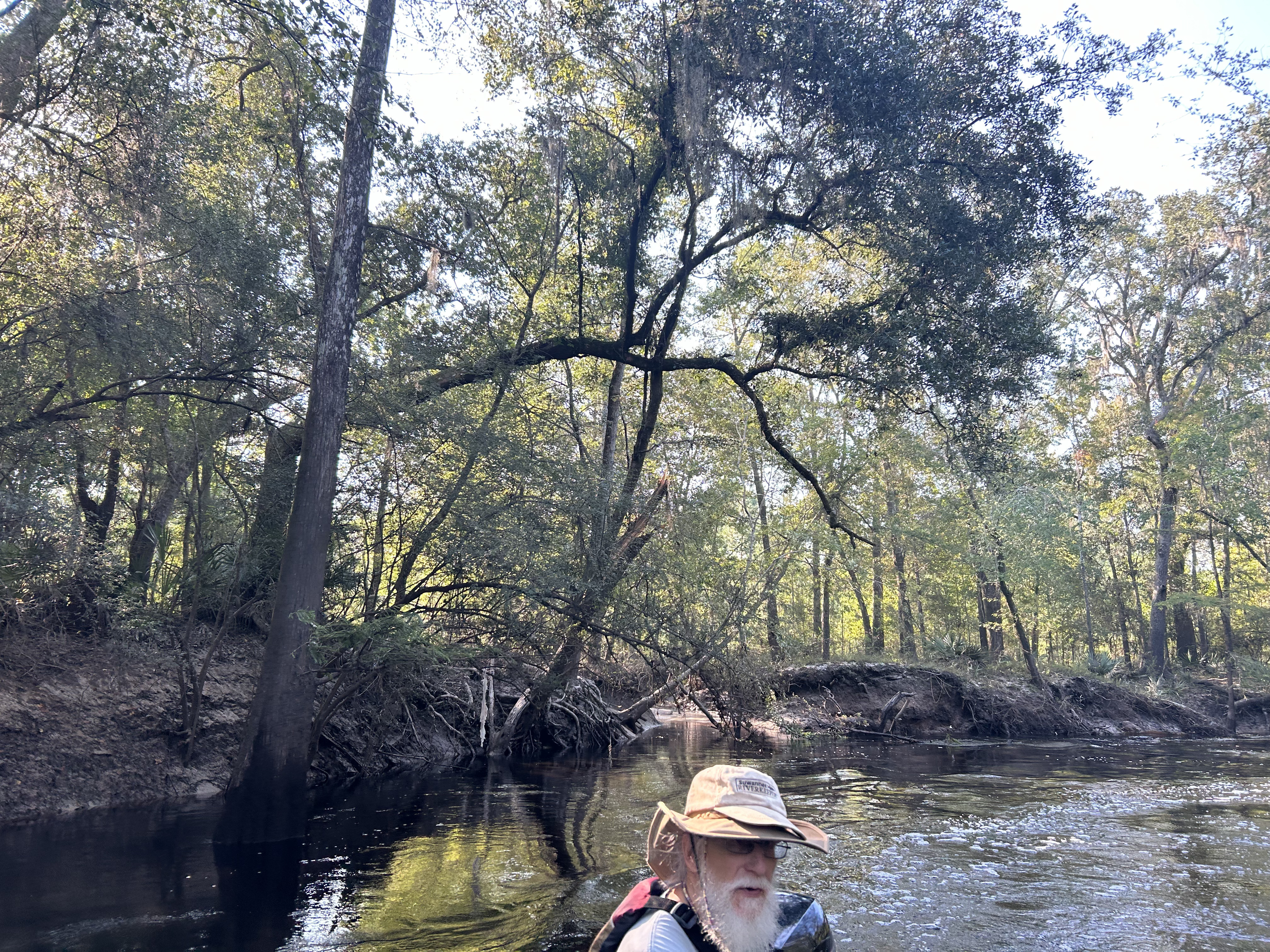 Tree over slough --Quen Metzler, 09:11:04, 30.8463778, -83.3421694