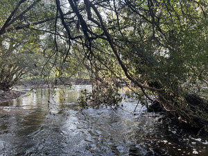 [Around at the right bank --Quen Metzler, 09:03:49, 30.8454278, -83.3447278]