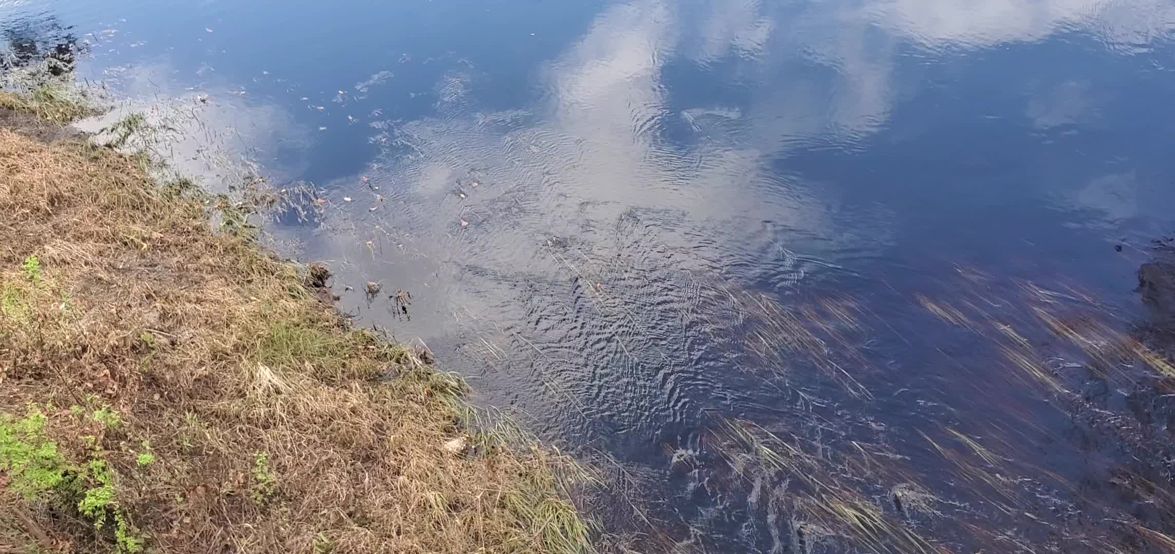 Movie: Flowing Little Alapaha River, US 41, 14:27:05, 30.5240145, -83.0161228 (100M)