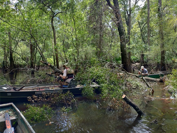 [jsq and TJ sawing Cluttered Deadfall, approximate location --Phil Royce, 13:50:17, 30.8702, -83.3215]