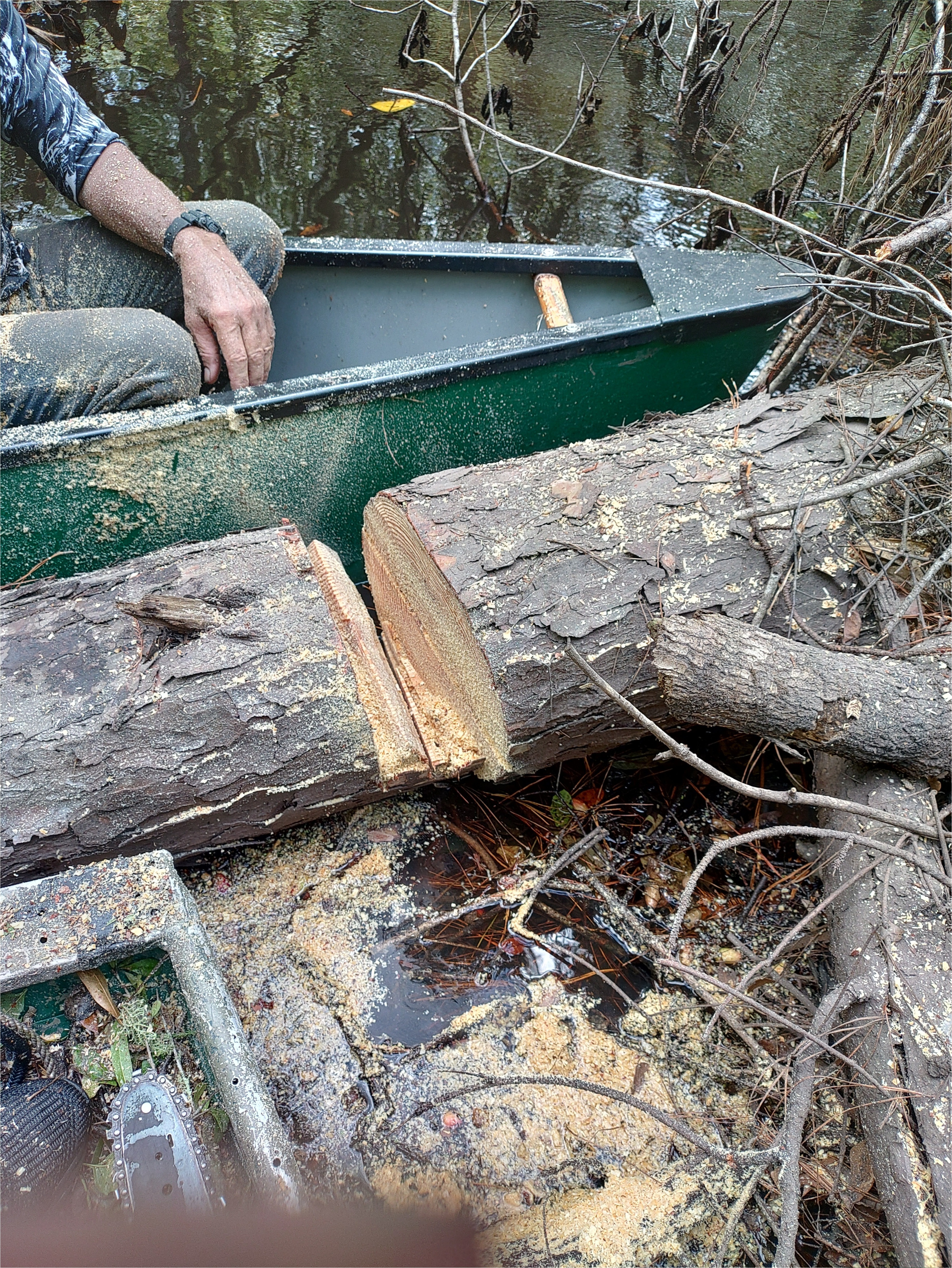 Closeup pine cut --Phil Royce, 15:01:40