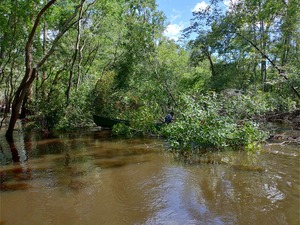 [TJ sawing Above Sugar Creek Deadfall --Phil Royce, 15:23:25, 30.8647, -83.3211050]