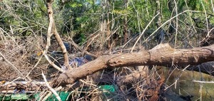 [Passage through first upstream deadfall in Langdale Park, 10:28:41, 30.8904896, -83.3212646]