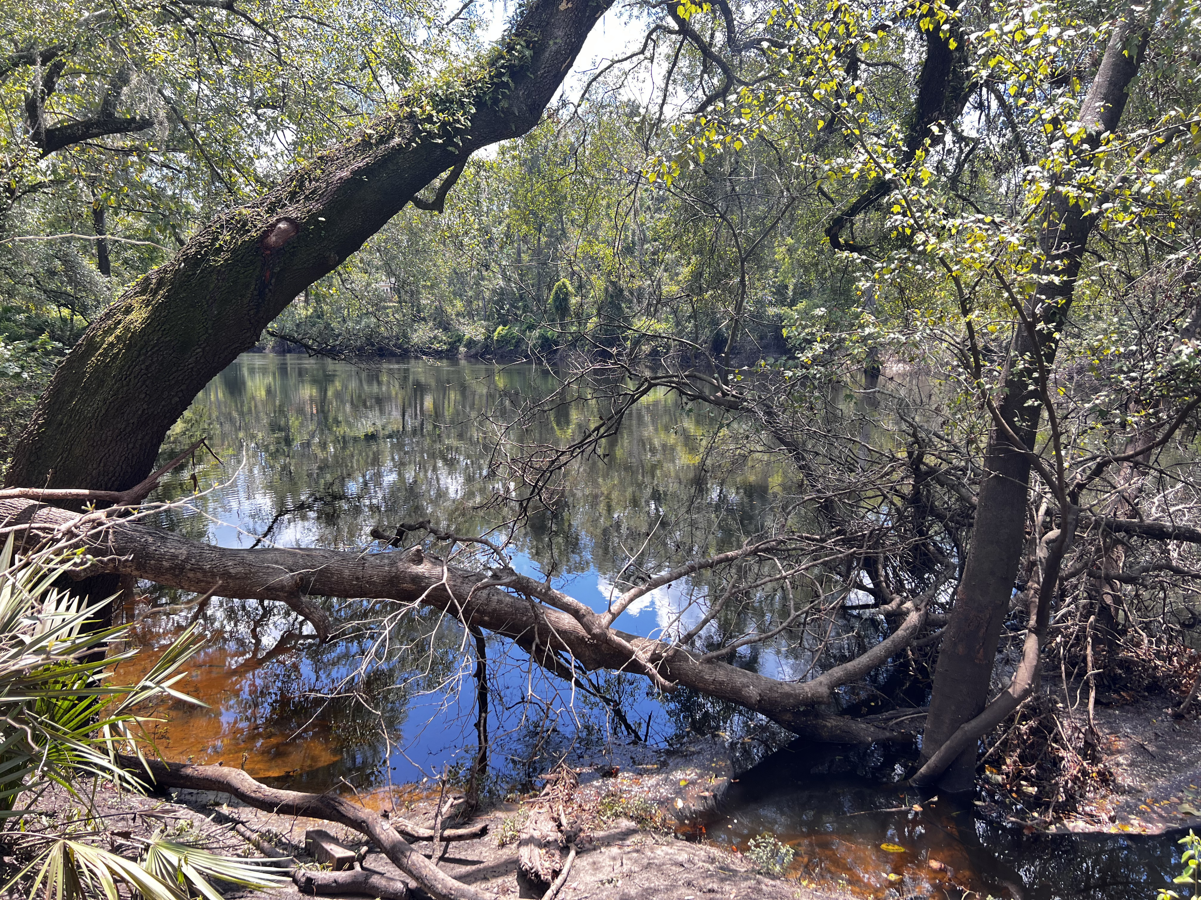 Closeup, Holly Point, Withlacoochee River @ NE Withla Bluff Way 2024-08-28