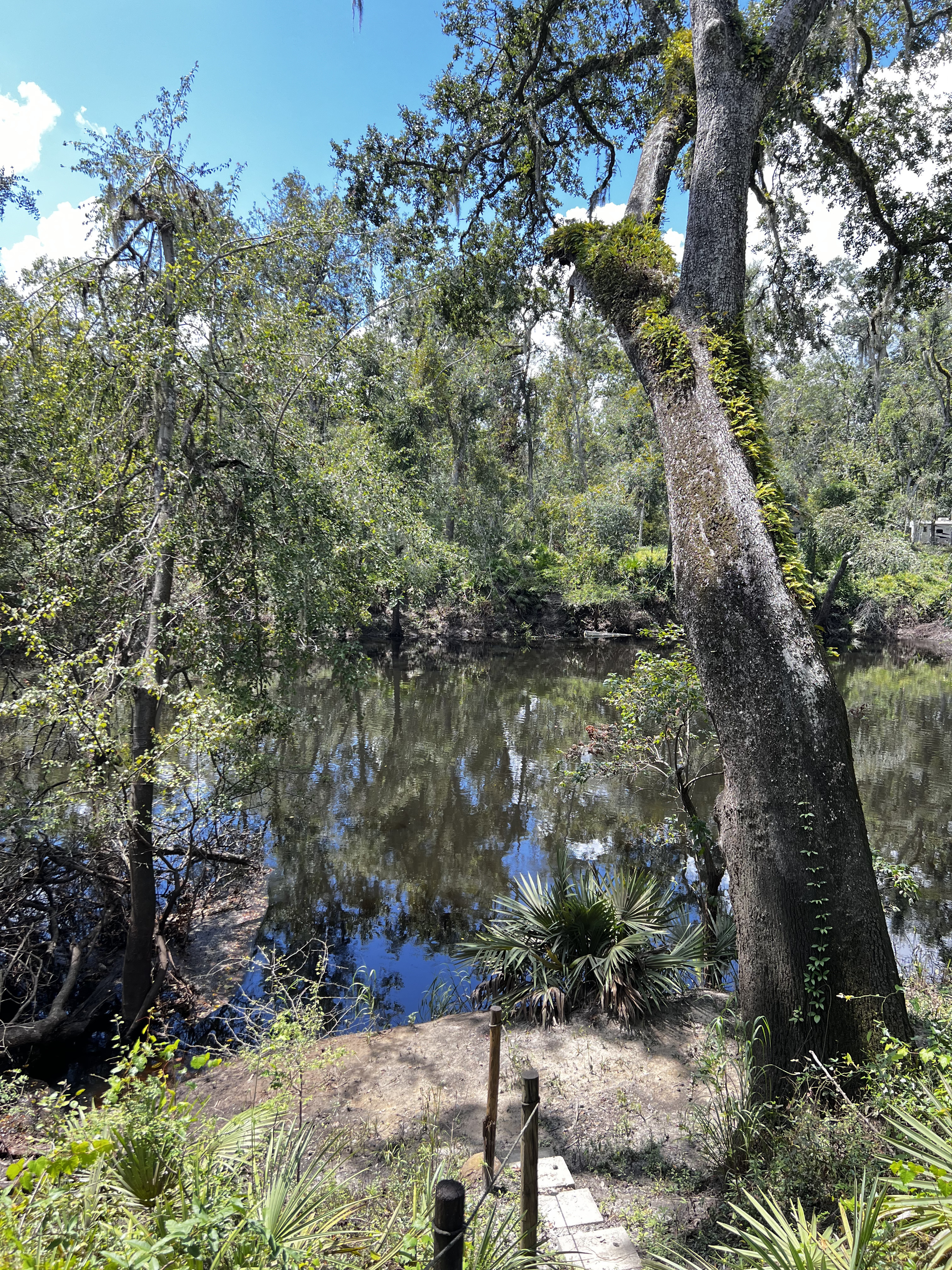 Holly Point, Withlacoochee River @ NE Withla Bluff Way 2024-08-28