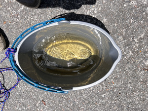 [Water in Bucket, Allen Ramp, Withlacoochee River @ 2726 SW 64th Way Jasper, FL 32052 2024-08-28]