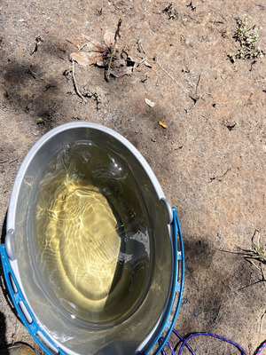 [Bucket, Holly Point, Withlacoochee River @ NE Withla Bluff Way 2024-08-28]