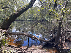 [Closeup, Holly Point, Withlacoochee River @ NE Withla Bluff Way 2024-08-28]