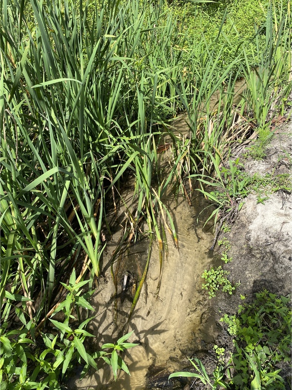 [Alapaha Settling Pond Stream, Alapaha River, 2024-08-30]