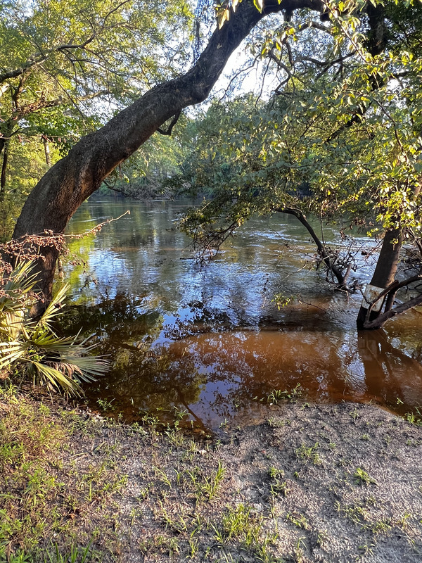 [Holly Point, Withlacoochee River 2024-09-04, 2024:05:16 18:59:14, 30.4137417, -83.2069083]