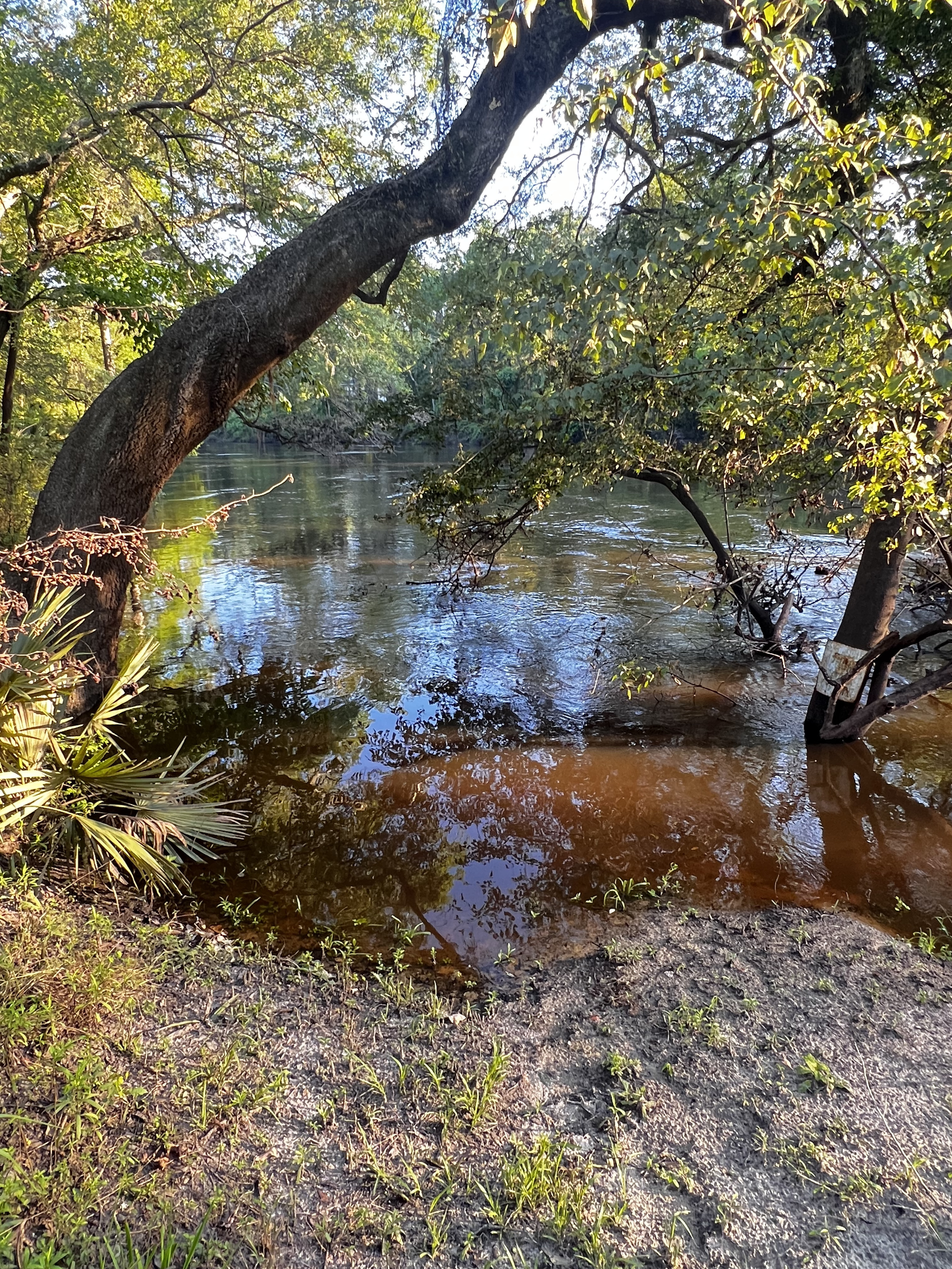 Holly Point, Withlacoochee River 2024-09-04, 2024:05:16 18:59:14, 30.4137417, -83.2069083