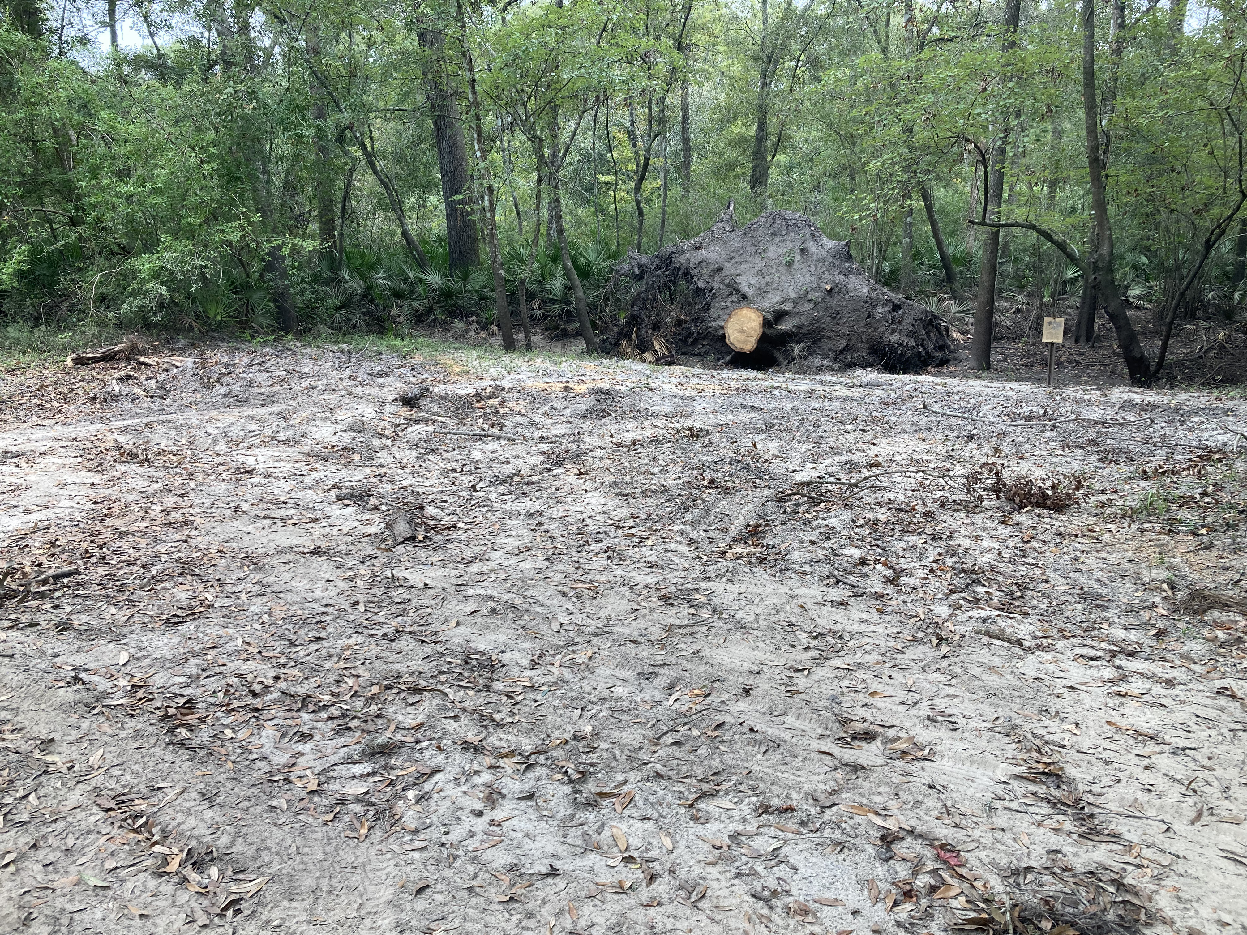 Road Deadfall Removed, Langdale Park Boat Ramp other, Withlacoochee River @ North Valdosta Road 2024-09-05, 2024:09:05 10:25:48, 30.8877778, -83.3237750